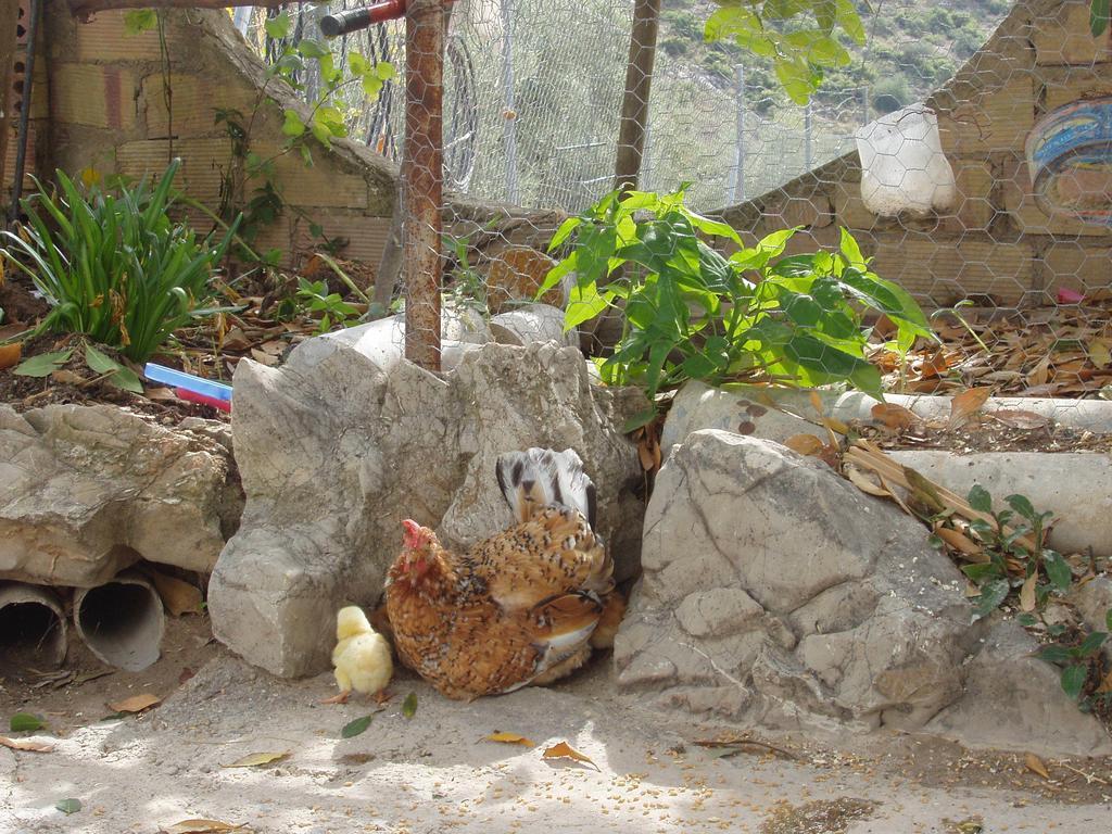 El Rincon De Carmen ξενώνας Rute Εξωτερικό φωτογραφία
